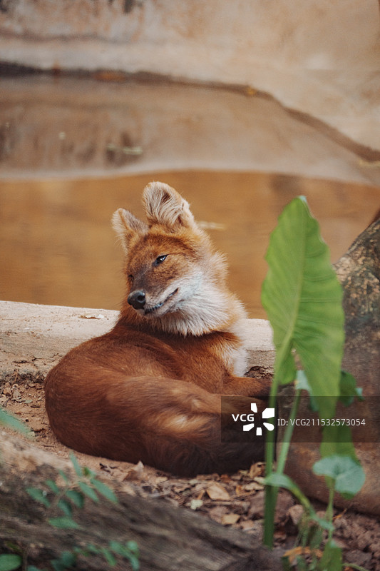 广州动物园狐狸图片素材