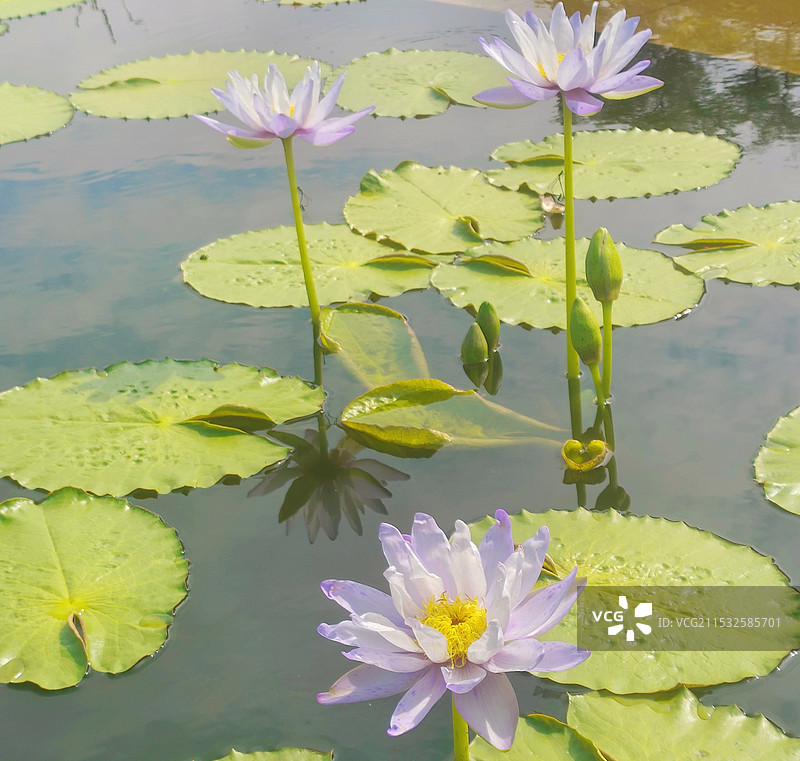 湖中睡莲图片素材