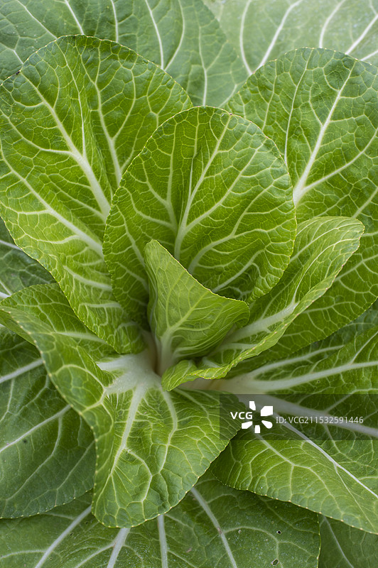 俯拍冬季乡村菜地里生长的青菜图片素材