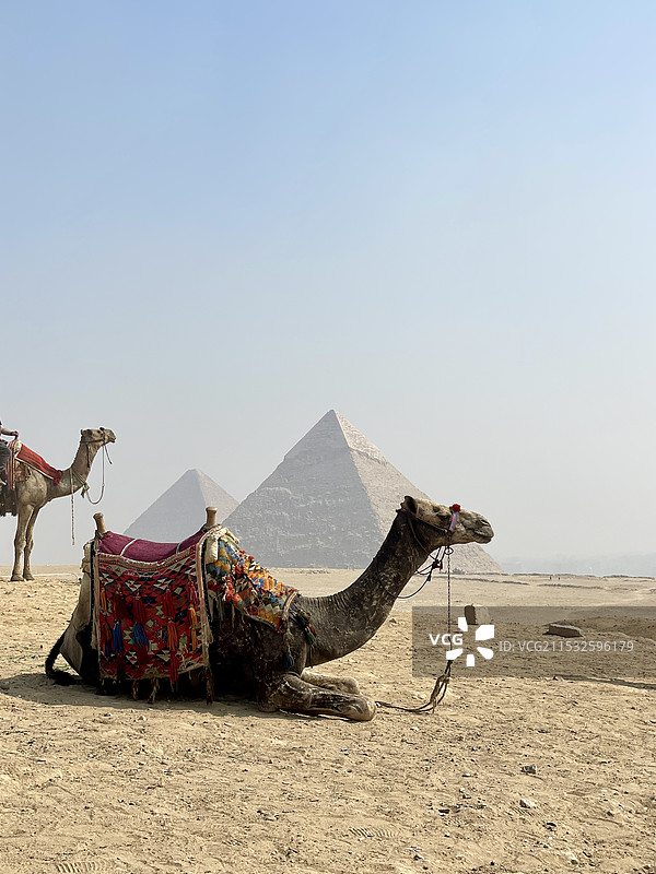 埃及吉萨胡夫金字塔和沙漠中的骆驼图片素材