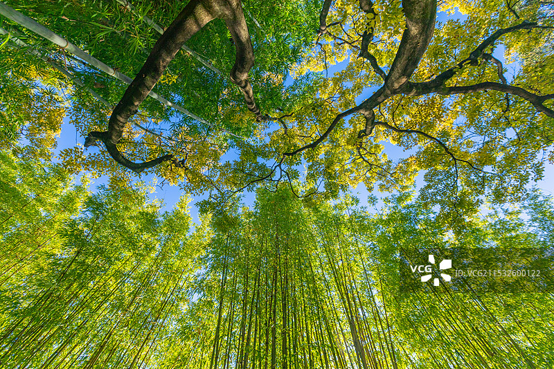 竹林清影 阳光下的竹叶图片素材