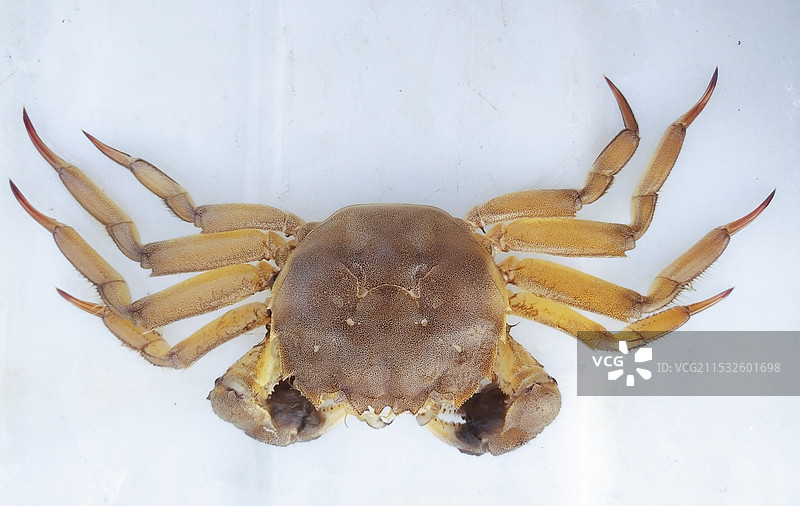 桌上螃蟹的高角度视图 河蟹 中华绒螯蟹 毛蟹 特写镜头图片素材