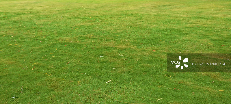 草地的高角度视图图片素材