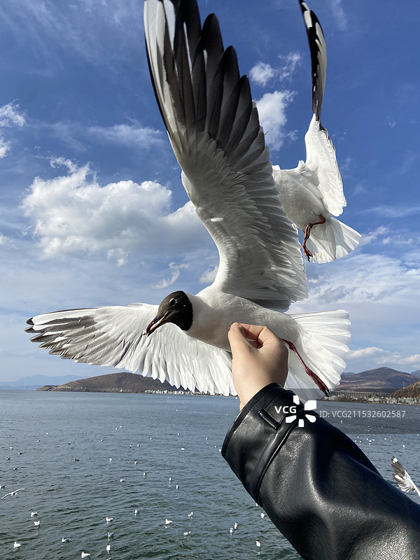 不规则的手喂海鸥图片素材