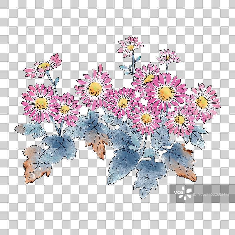 手绘国风四季花卉花朵花簇园艺盆栽元素，水彩画瓜叶菊。图片素材