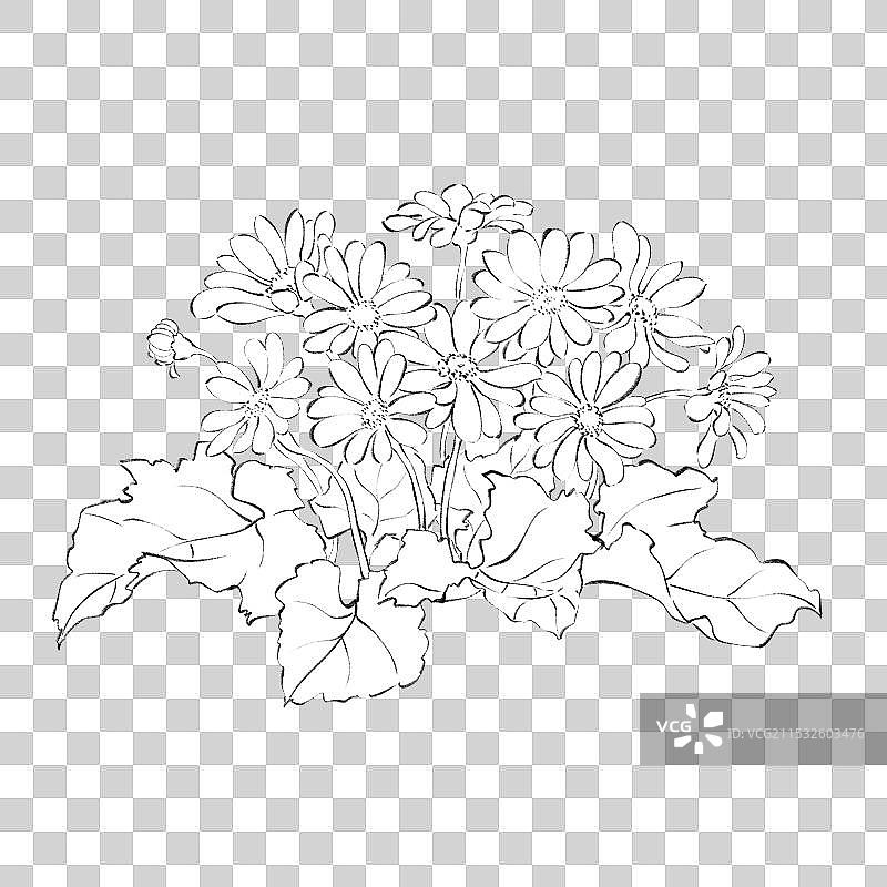 手绘国风四季花卉花朵花簇园艺盆栽元素，线稿白描素描速写瓜叶菊。图片素材