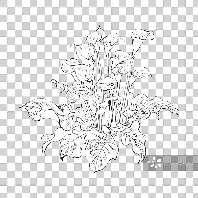 手绘国风四季花卉花朵花簇园艺盆栽元素，线稿白描素描速写马蹄莲。图片素材