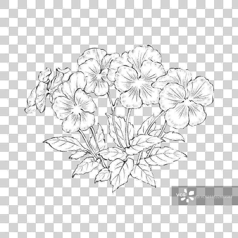 手绘国风四季花卉花朵花簇园艺盆栽元素，线稿白描素描速写三色堇。图片素材