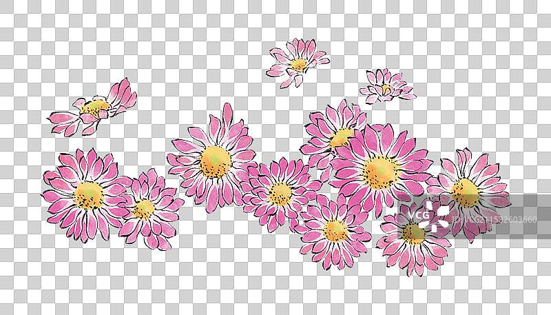 手绘国风四季花卉花朵花簇园艺盆栽元素，水彩画瓜叶菊。图片素材