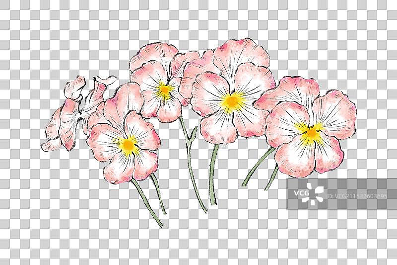 手绘国风四季花卉花朵花簇园艺盆栽元素，水彩画三色堇。图片素材