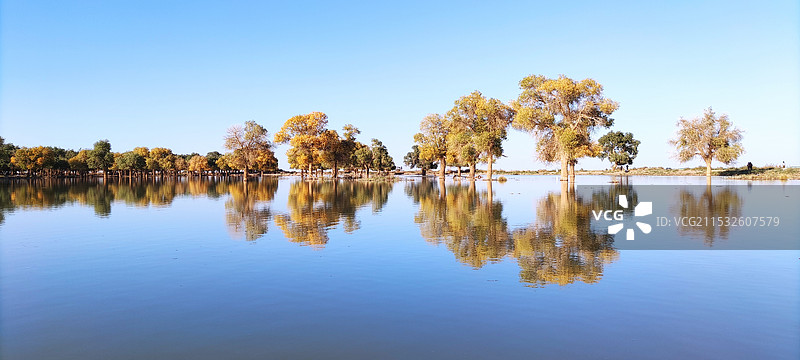 额济纳旗胡杨林图片素材