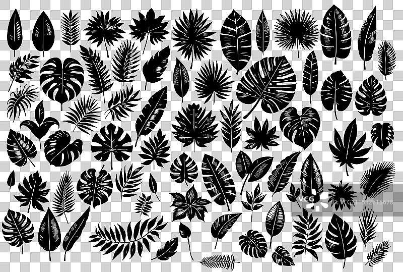 热带棕榈叶的黑色剪影图片素材