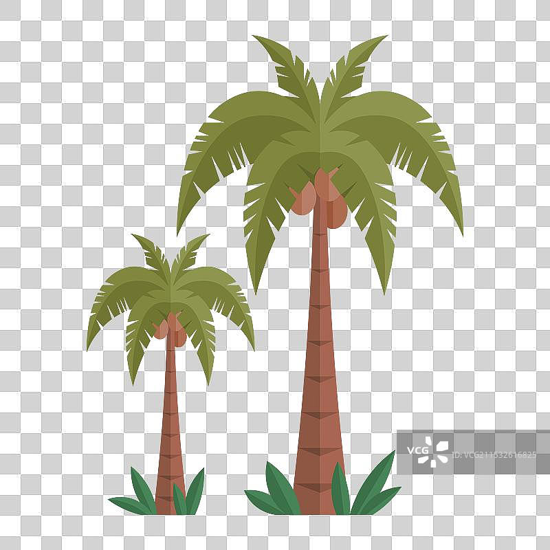 两棵椰子树，结满椰子，绿叶繁茂。图片素材