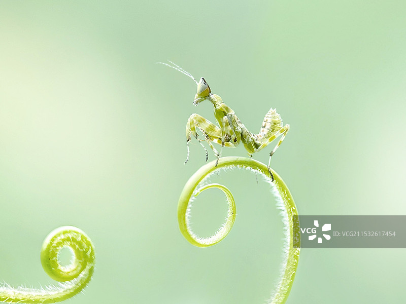 观望（丽眼斑螳·Creobroter gemmata)图片素材