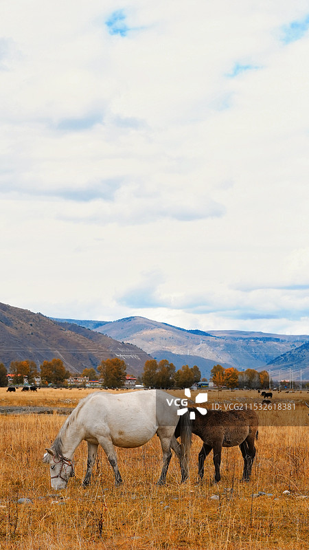 川西之折多山下图片素材
