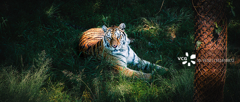 山东威海荣成西霞口野生动物园的东北虎图片素材
