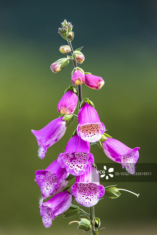 紫色的吊钟花束图片素材