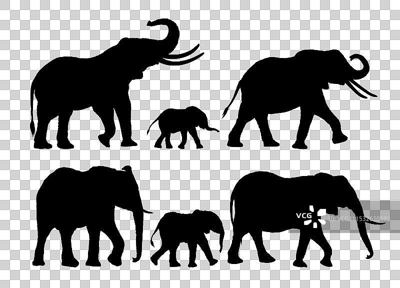 野生大象的剪影图片素材