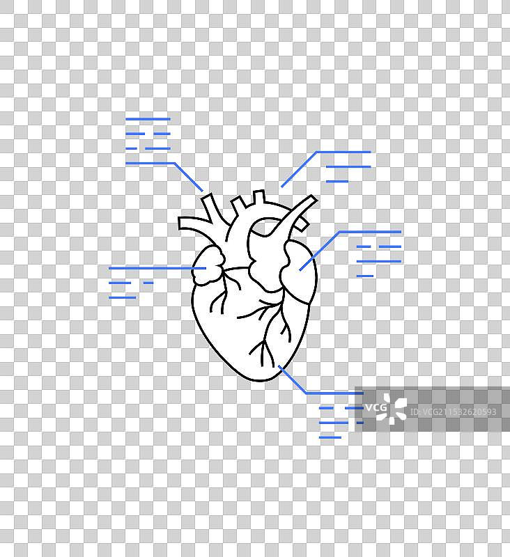 标注解剖心脏图片素材