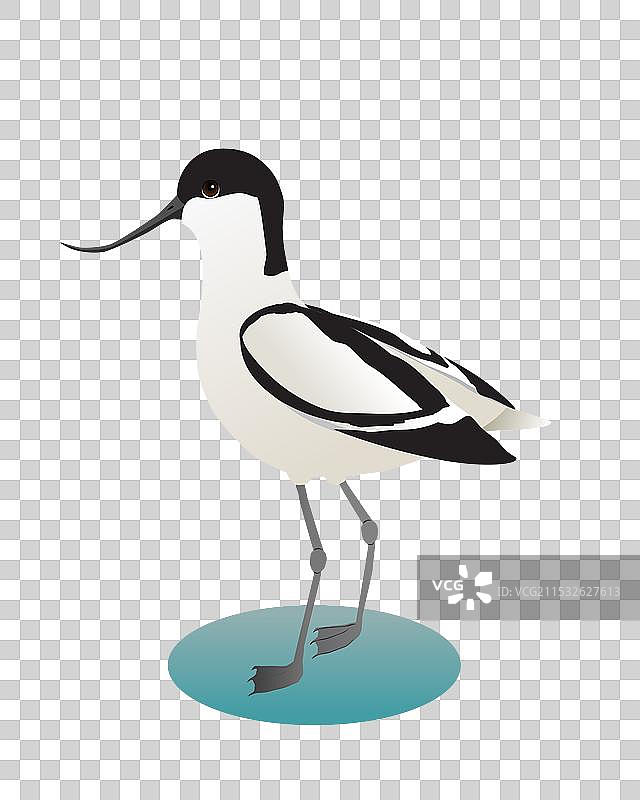 一幅黑白鹬的数字图像图片素材