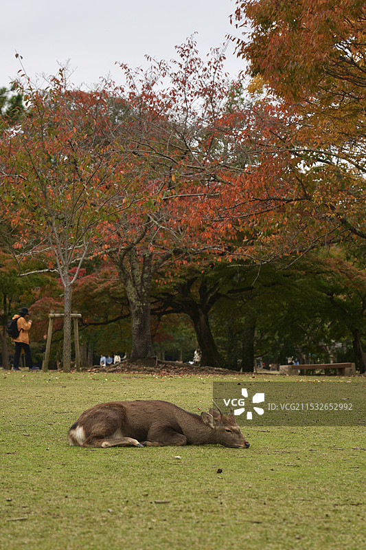 日本奈良公园图片素材