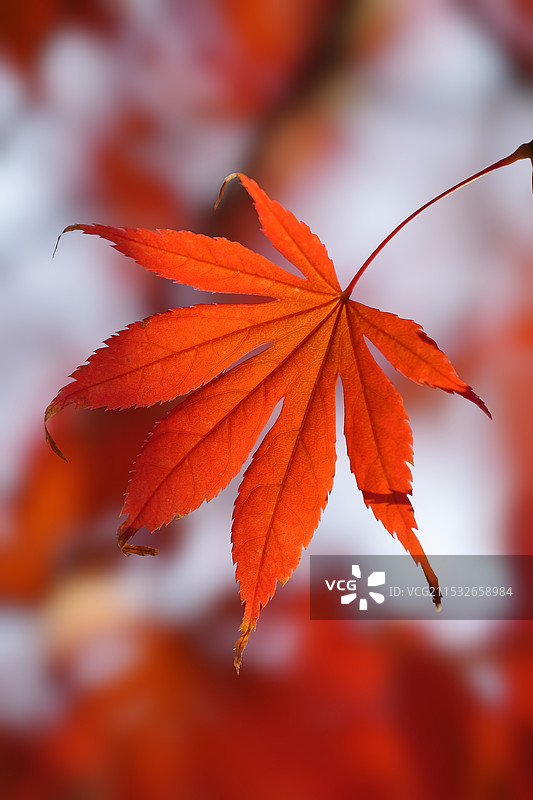 明城墙遗址公园秋景图片素材