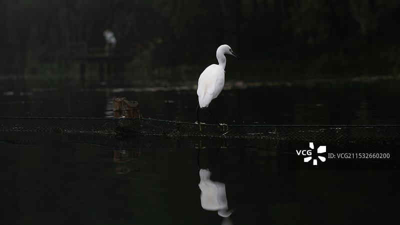 栖息在西湖的白鹭图片素材