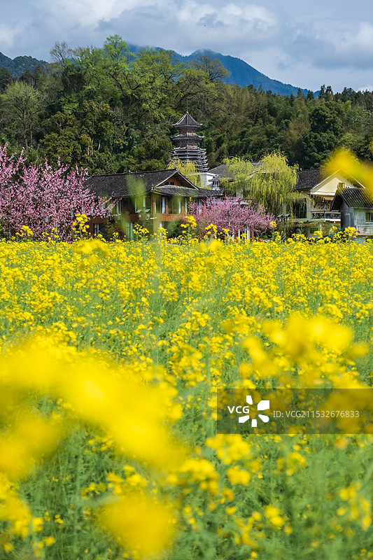 贵州铜仁市寨沙侗寨村庄油菜花海田园风光图片素材