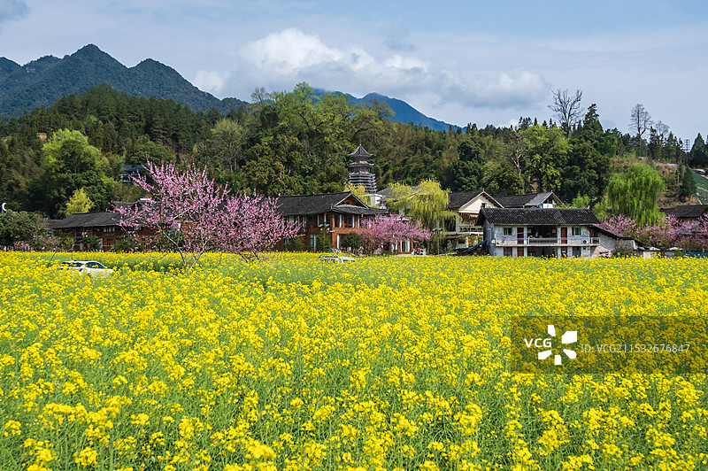 贵州铜仁市寨沙侗寨村庄油菜花海田园风光图片素材
