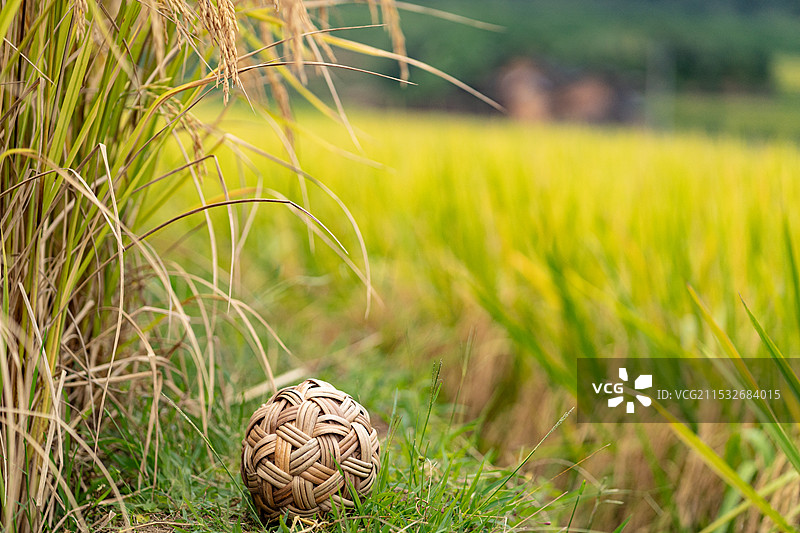 水稻田田埂上的一个藤球图片素材