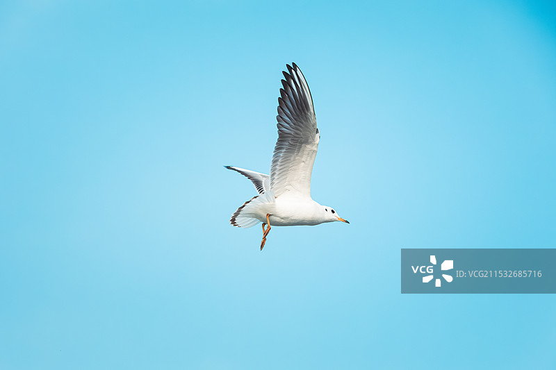 红嘴鸥图片素材