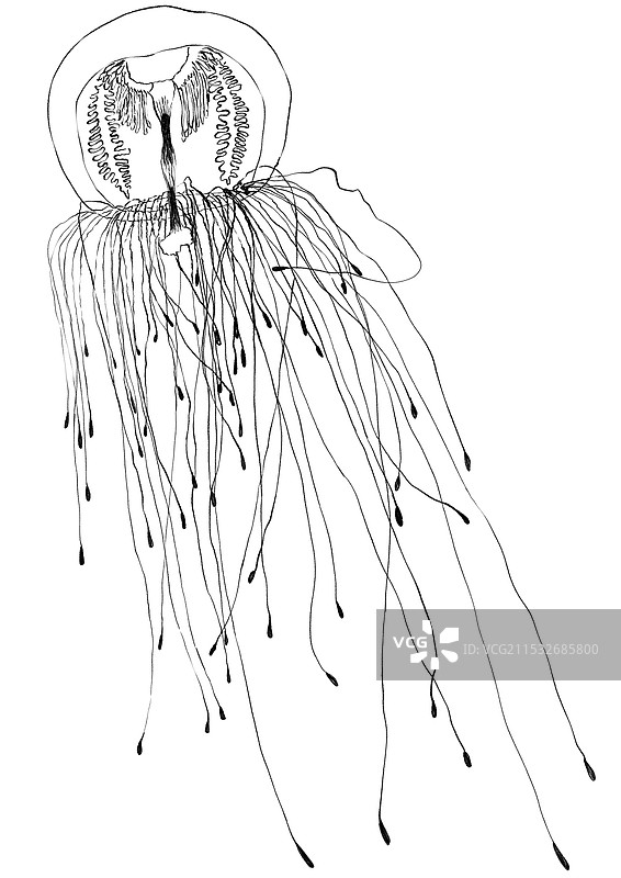 水母黑白线描图片素材