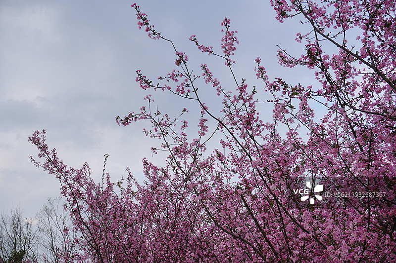 花花草草黄美人蕉绣球插花图片素材