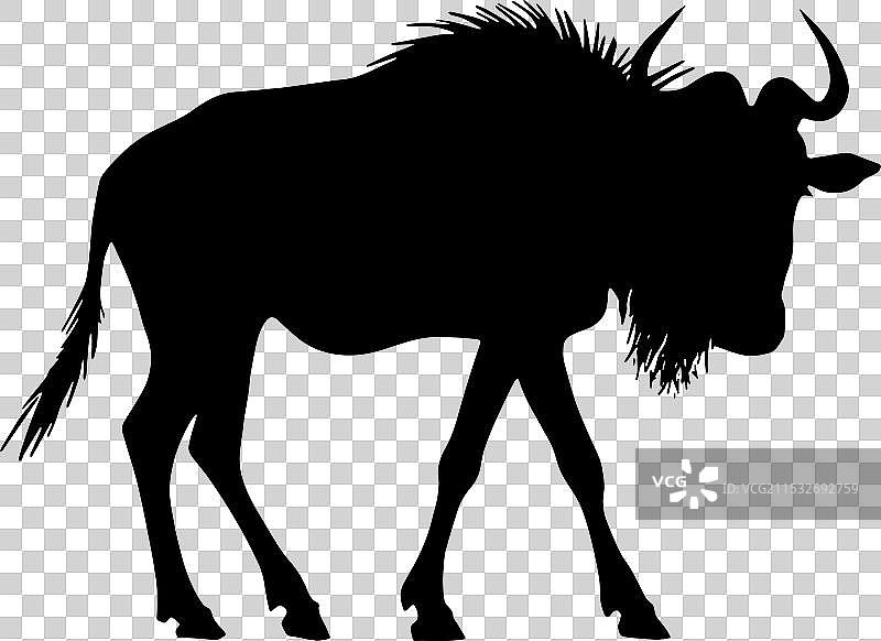 角马或牛羚的剪影图片素材