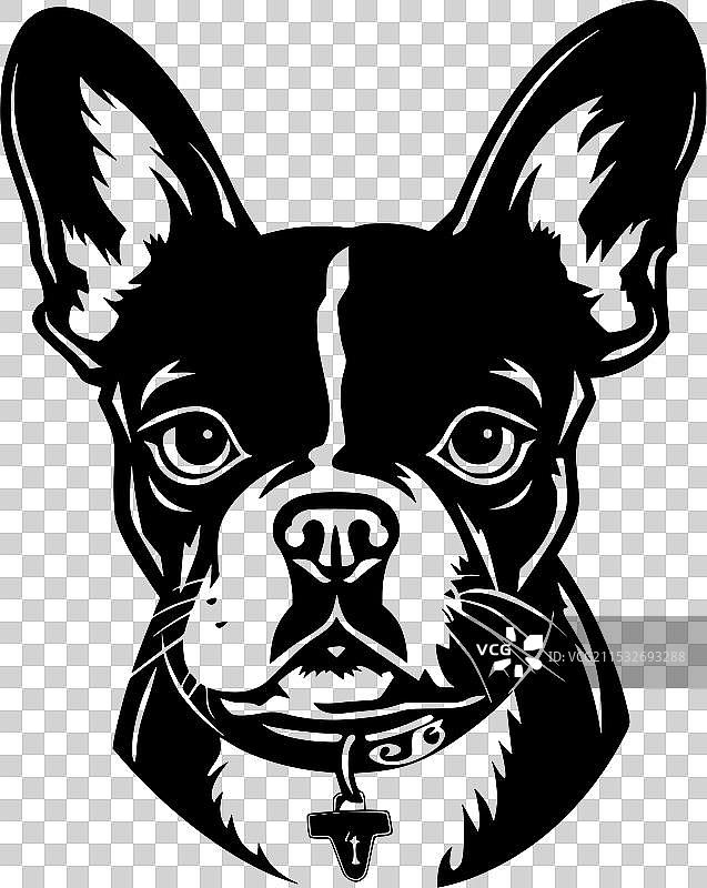 波士顿梗 - 黑白色图片素材