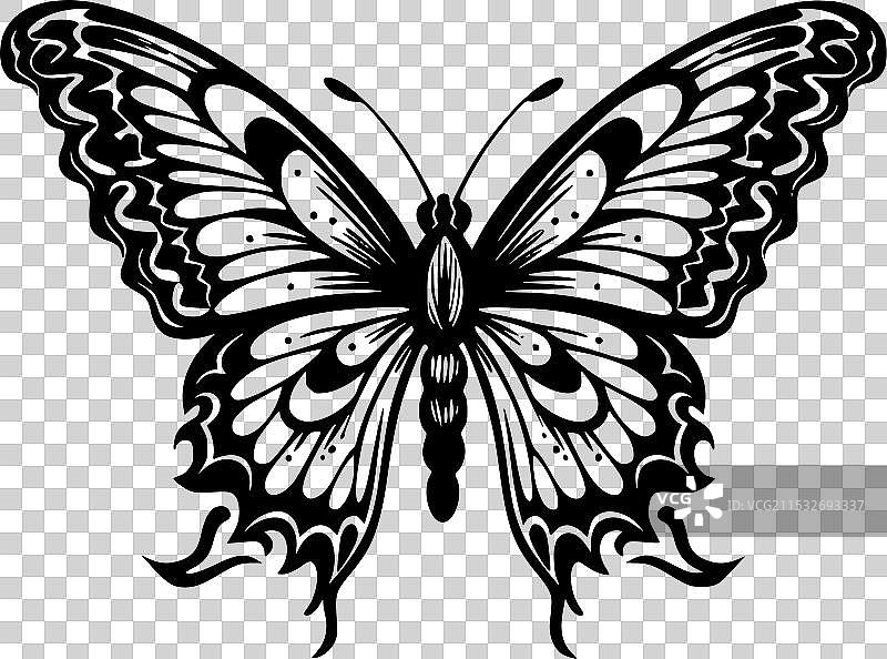 蝴蝶 - 高质量标志 - 适合T恤使用图片素材