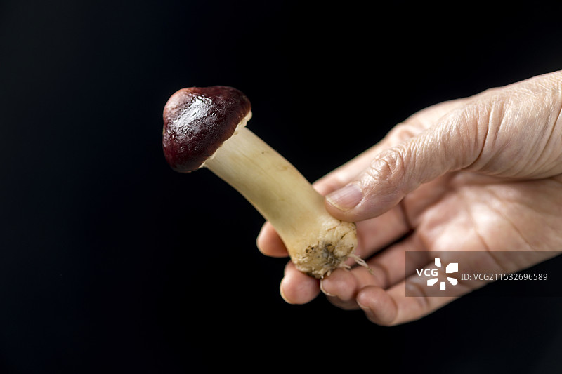 赤松茸特写图片素材