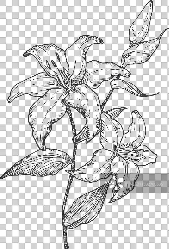 手绘的百合花图片素材