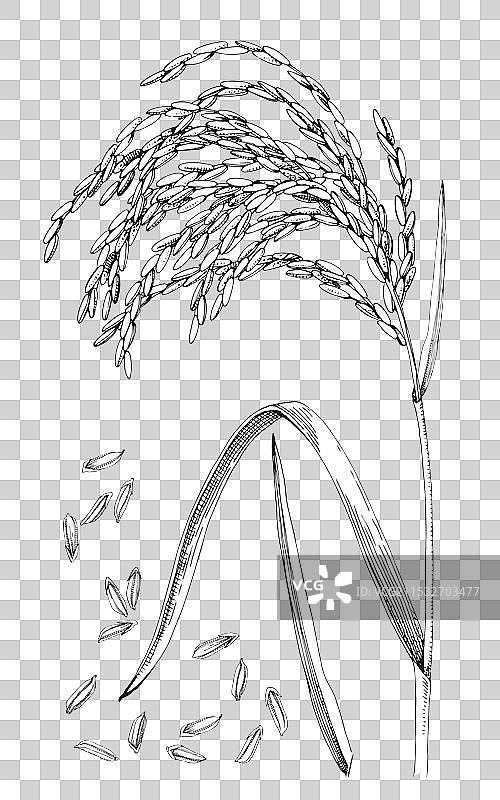 手绘稻谷植物和种子图片素材