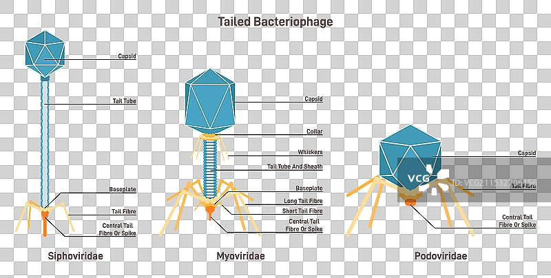 尾部噬菌体 Myoviridae 和 Siphoviridae 以及图片素材
