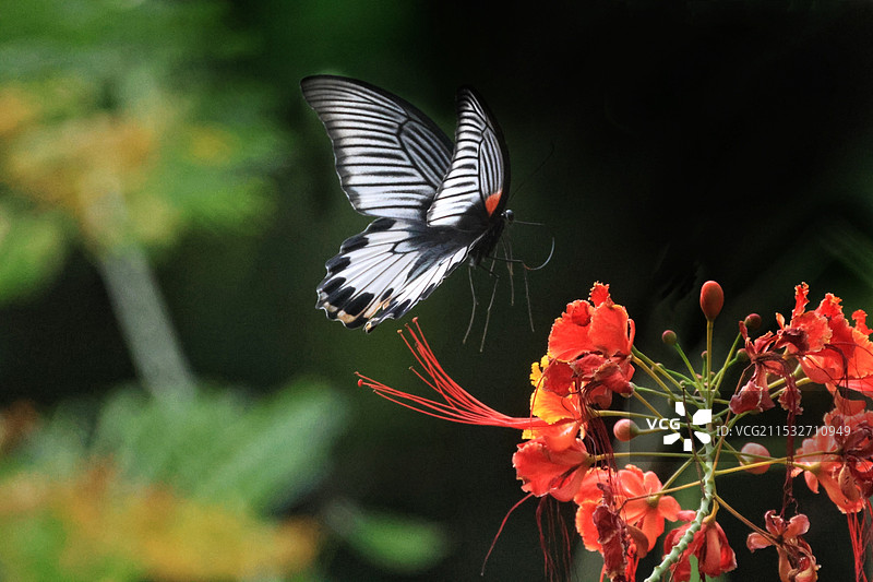 蝶不离花图片素材
