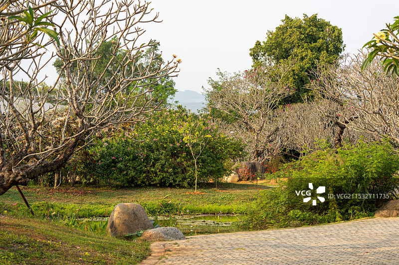 西双版纳热带花卉园里的鸡蛋花树园区景观图片素材