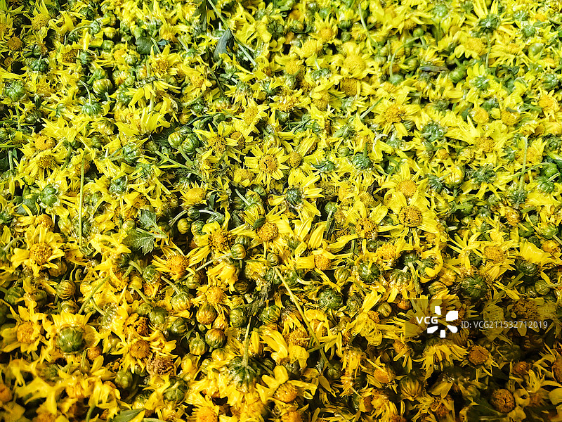 野菊花图片素材