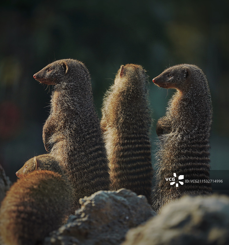 提高警惕图片素材