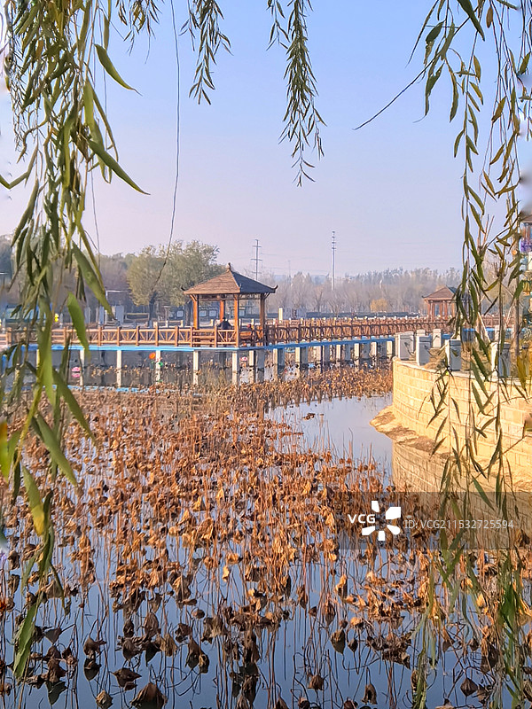 初冬的金牛湖荷塘图片素材