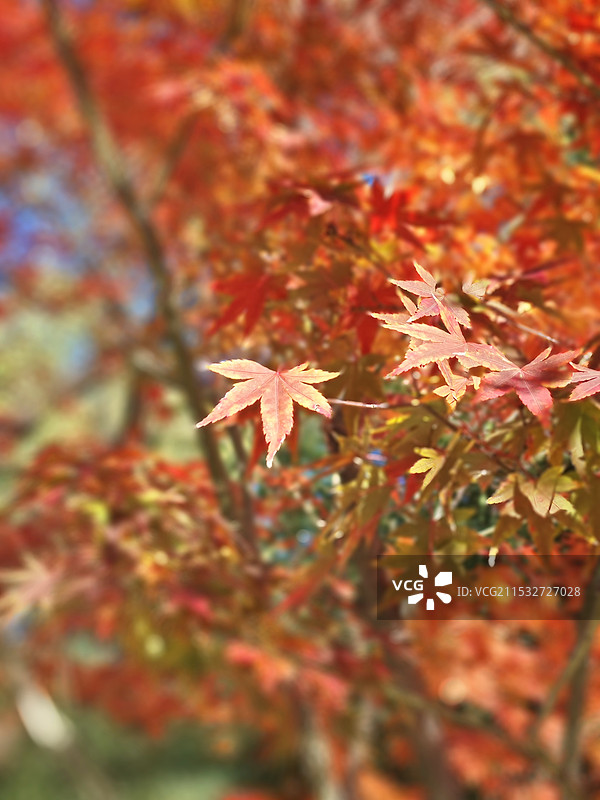 枫叶特写（紫竹院公园）图片素材