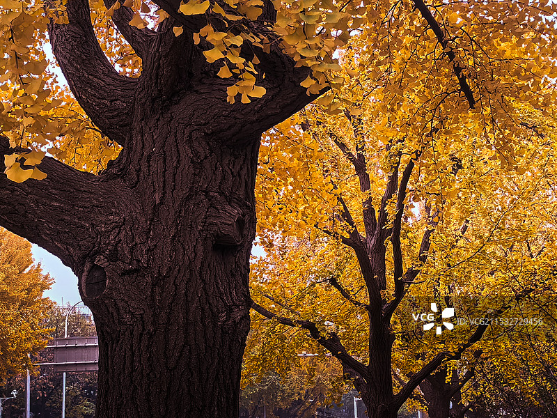 北京古银杏树图片素材