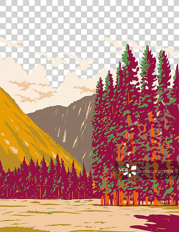 优胜美地国家公园阿瓦尼谷的红杉树林图片素材