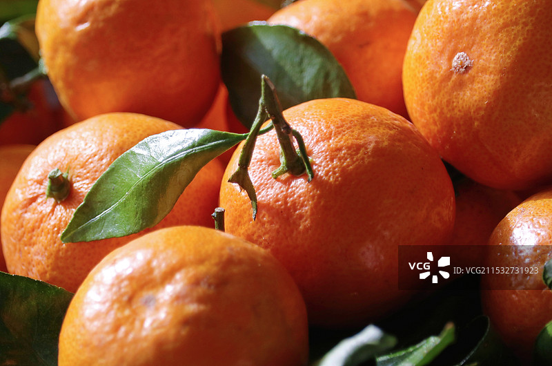 新鲜的砂糖桔图片素材