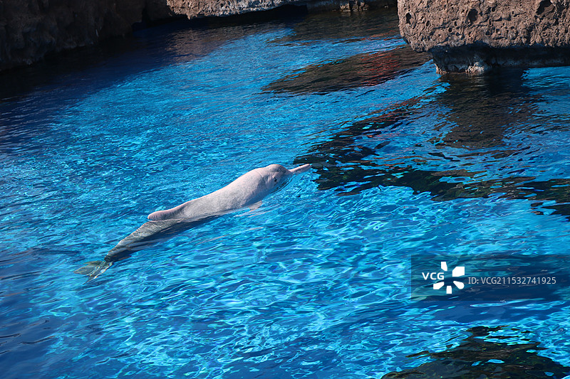 威武雄壮·中华白海豚图片素材